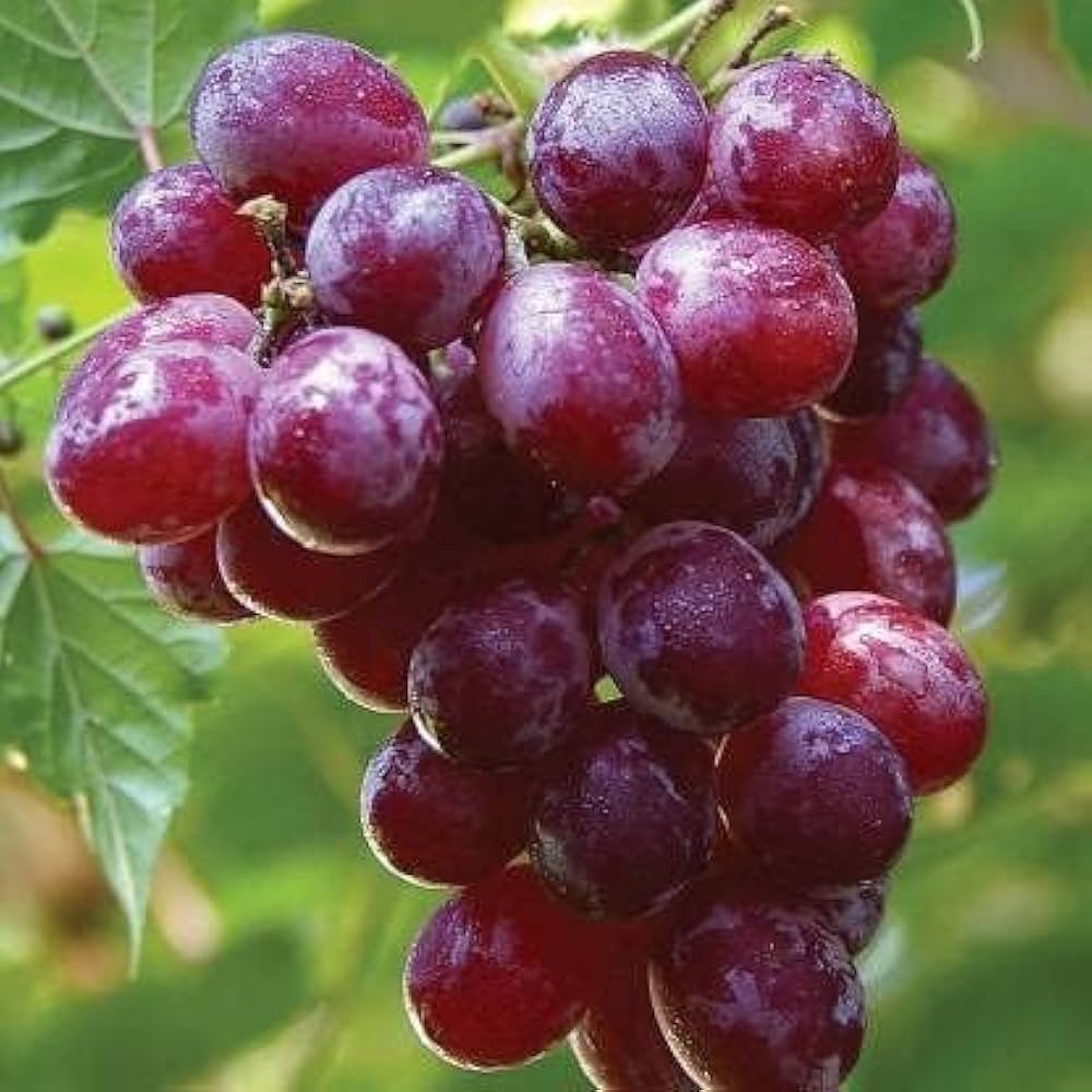 Red Grapes